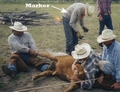 Marker applying a branding iron to a calf