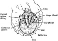 Parts of a horse foot