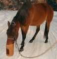 Horse eating from a morral