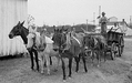 Mule Skinner with his team