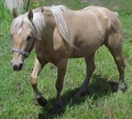 Palomino