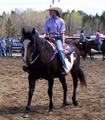 A piebald horse