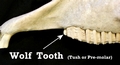 Horse skull with wolf tooth (Pre-molar)