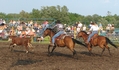 Roping horse rating a calf