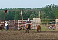 A calf heads for the return gate