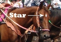 Horse with a star