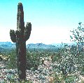 Saguaro