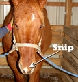 Horse with a snip
