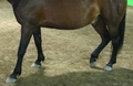 A horse standing three legged