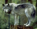 Lobo