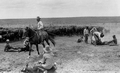 Branding calves on the XIT Ranch