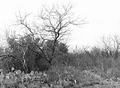 Cactus, mesquite and thick chaparral