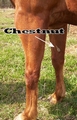 Chestnut on horse's leg