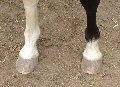 Horse hooves