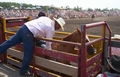 Horse in a rodeo chute