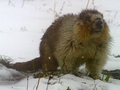 Marmot