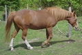 Sorrel horse