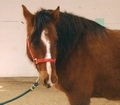 Horse with a stripe