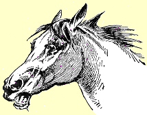 anxious horse