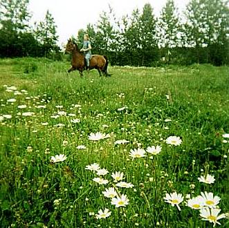 Riding through the daisies