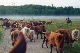 Herding cattle to the Effie Rodeo