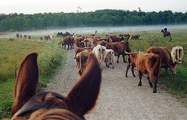 The view from between Butch's ears