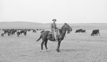 Cowboy and a herd of cattle in Cherry County, Nebraska, in 1889