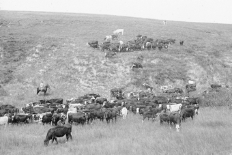 Herding cattle near Amherst, Buffalo County, Nebraska. ca. 1905