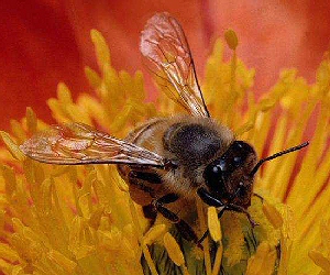 Honey bee on flower