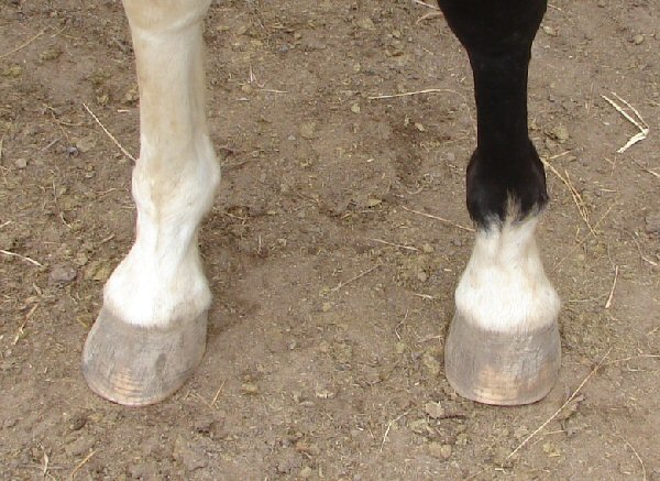 Horse hooves