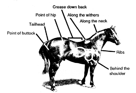 Illustration of horse condition terms