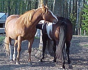 two horses scratching each other