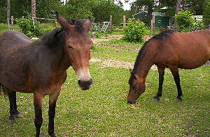 The mule stopped grazing, the horse didn't