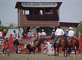 Bull riding action at the North Star Stampede Rodeo