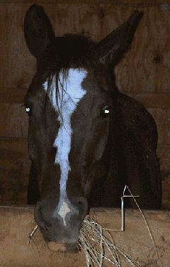 Paint horse in stall