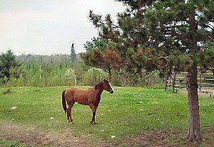 Horse in pine-studded pasture