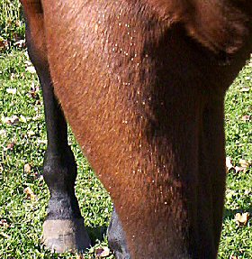 Botfly eggs on a horse's leg
