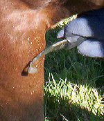 Scraping botfly eggs