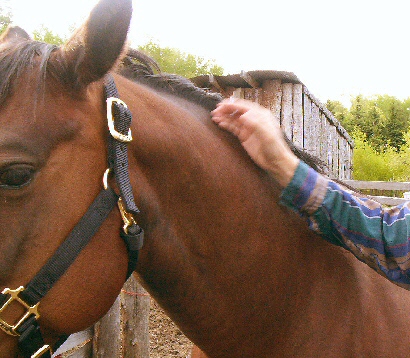 Tap the horse's neck several times with the palm of your hand