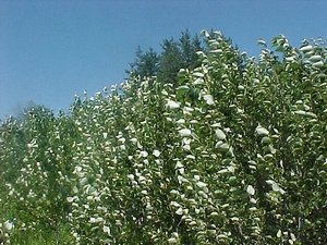 Leaves showing their silvery undersides