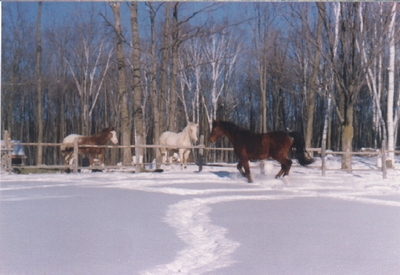 Unblanketed horses in winter