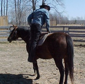 Getting Fanny used to weight on the stirrup and saddle