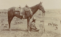 Texas horse wrangler