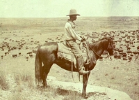 Texas cowboy on horseback looking down at a herd of cattle
