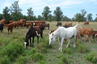 horses and cows pastured together
