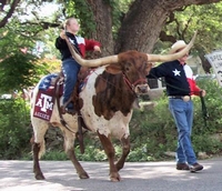 Rafter H Longhorns brindle riding steer